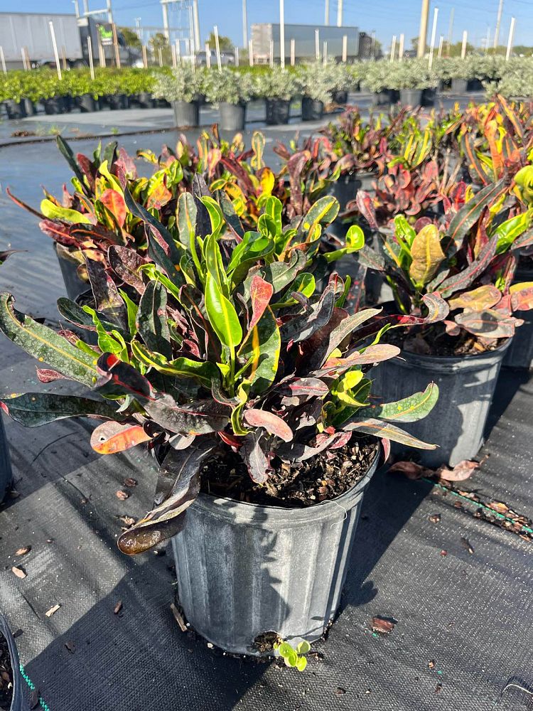 codiaeum-variegatum-mammey-croton