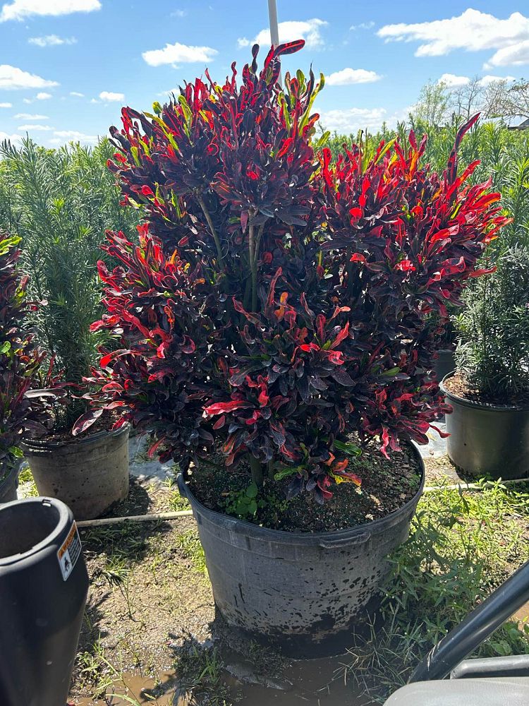 codiaeum-variegatum-mammey-croton