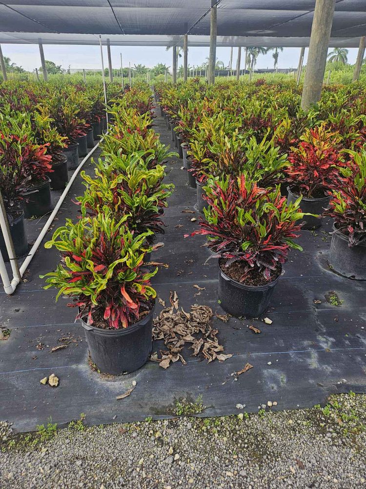 codiaeum-variegatum-mammey-croton