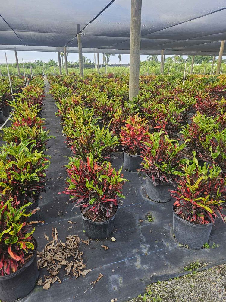 codiaeum-variegatum-mammey-croton