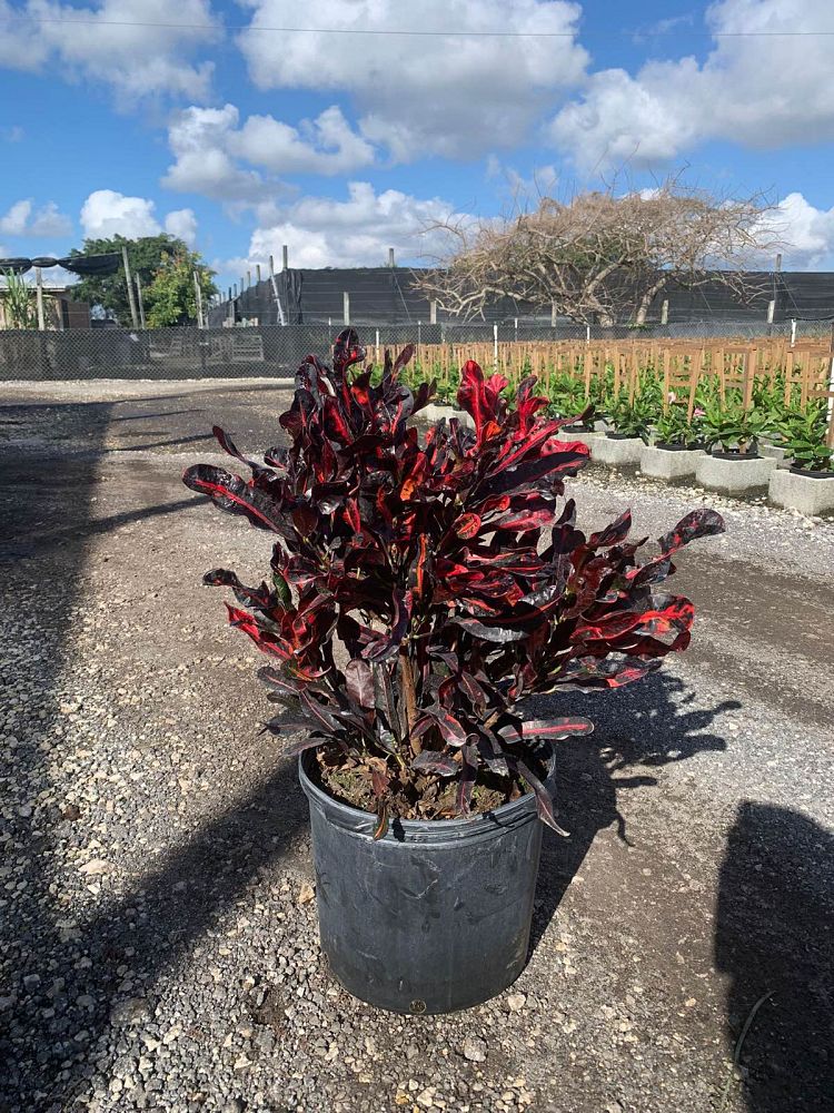 codiaeum-variegatum-mammey-croton