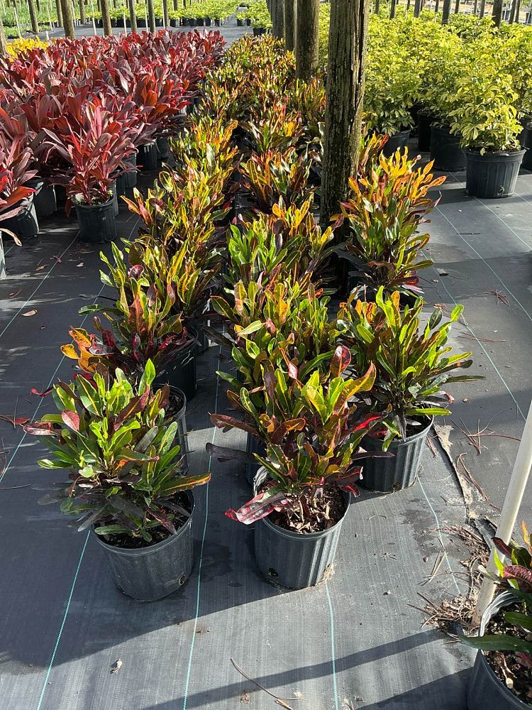 codiaeum-variegatum-mammey-croton