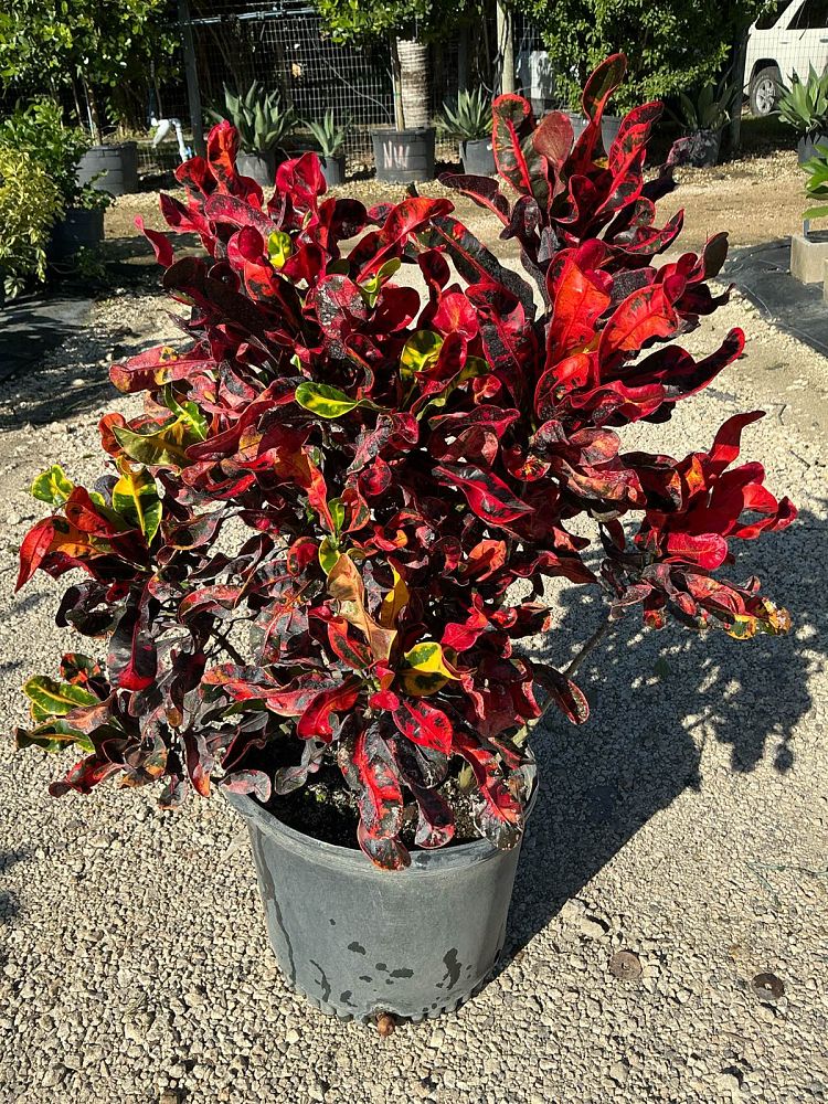 codiaeum-variegatum-mammey-croton