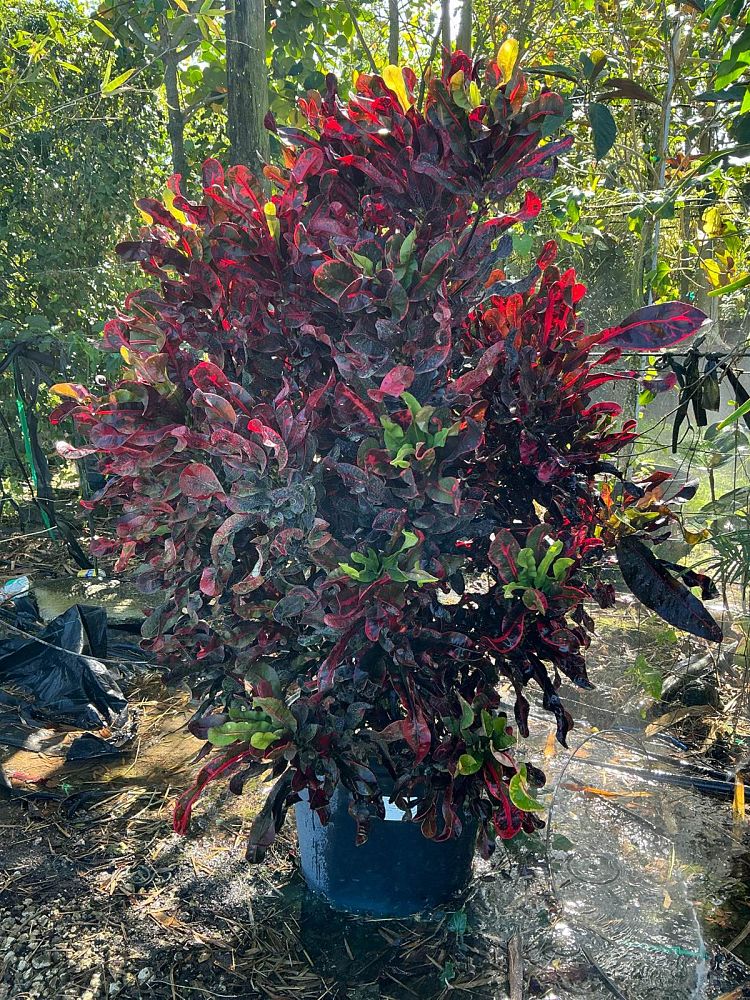 codiaeum-variegatum-mammey-croton