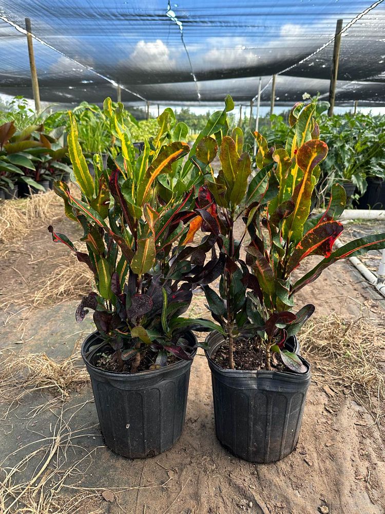 codiaeum-variegatum-mammey-croton