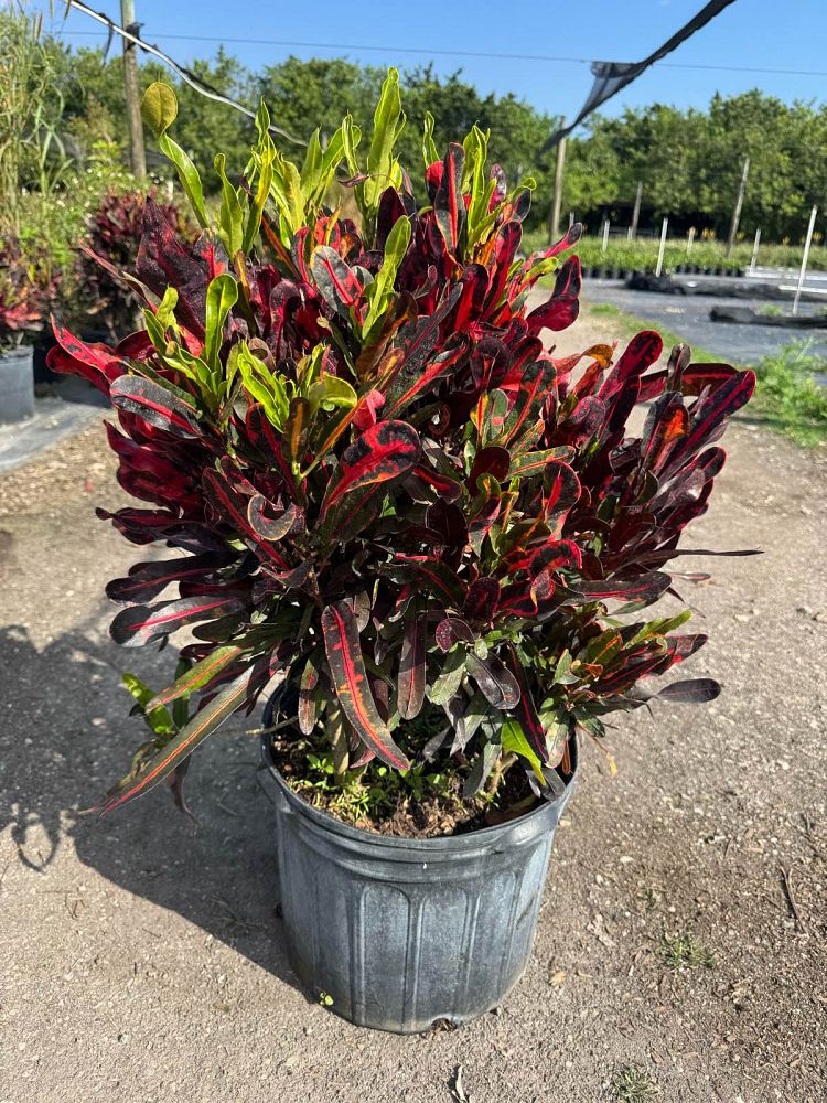 codiaeum-variegatum-mammey-croton
