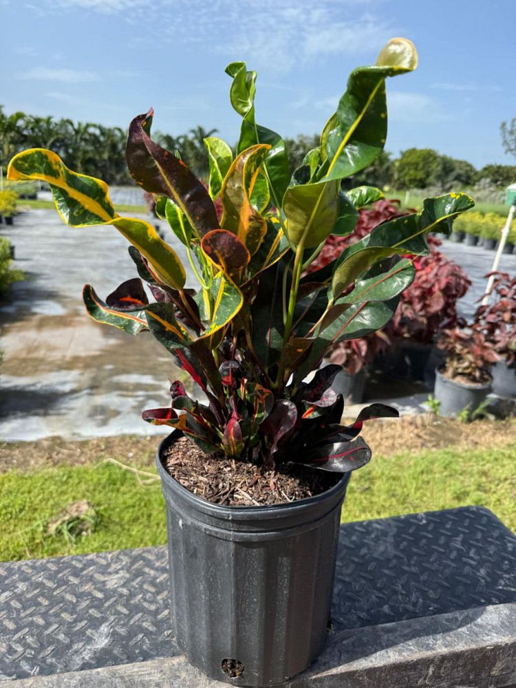 codiaeum-variegatum-mammey-croton
