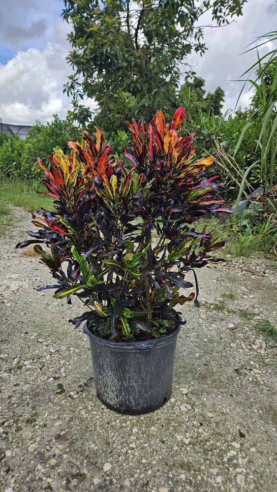 codiaeum-variegatum-mammey-croton