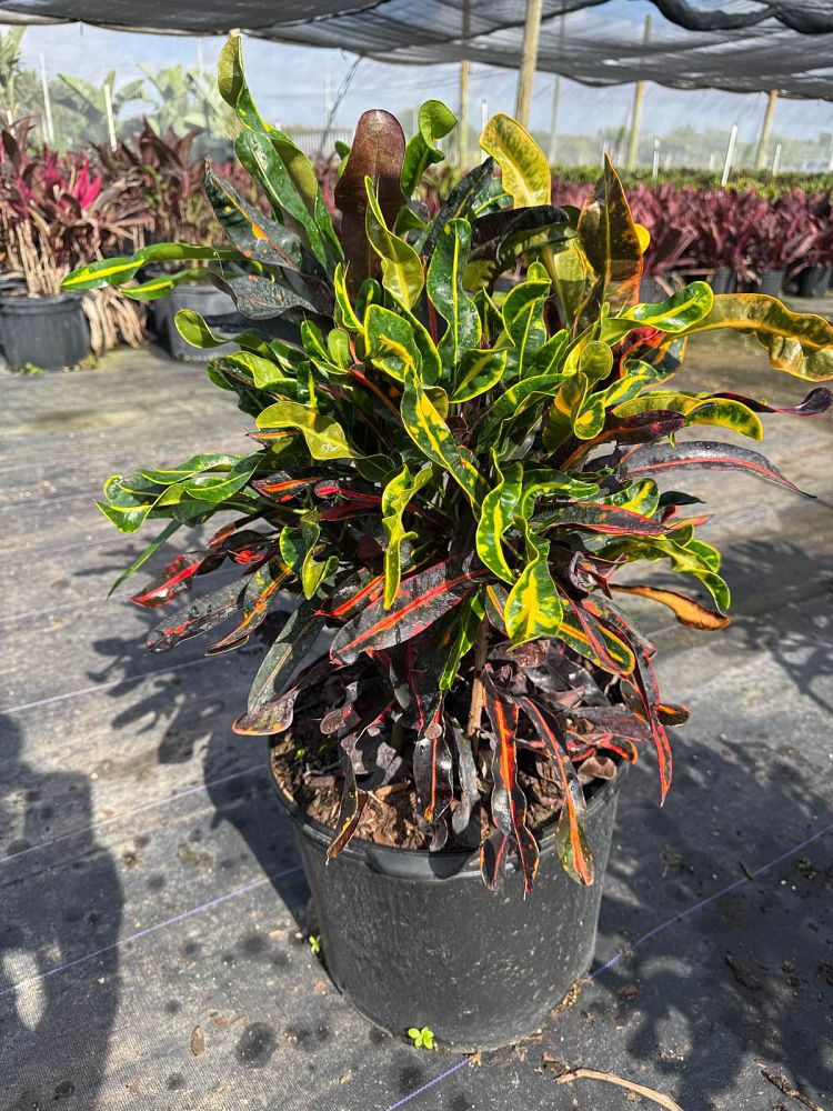codiaeum-variegatum-mammey-croton