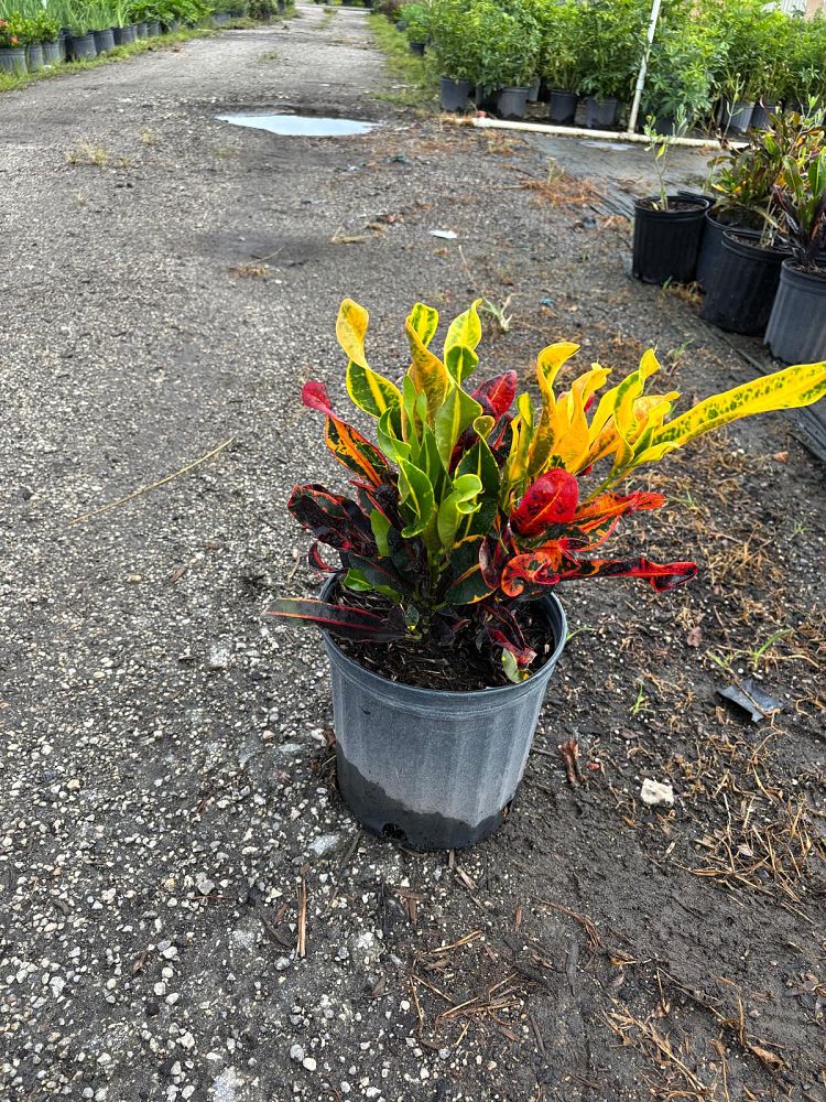 codiaeum-variegatum-mammey-croton