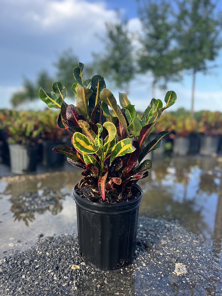 codiaeum-variegatum-mammey-croton