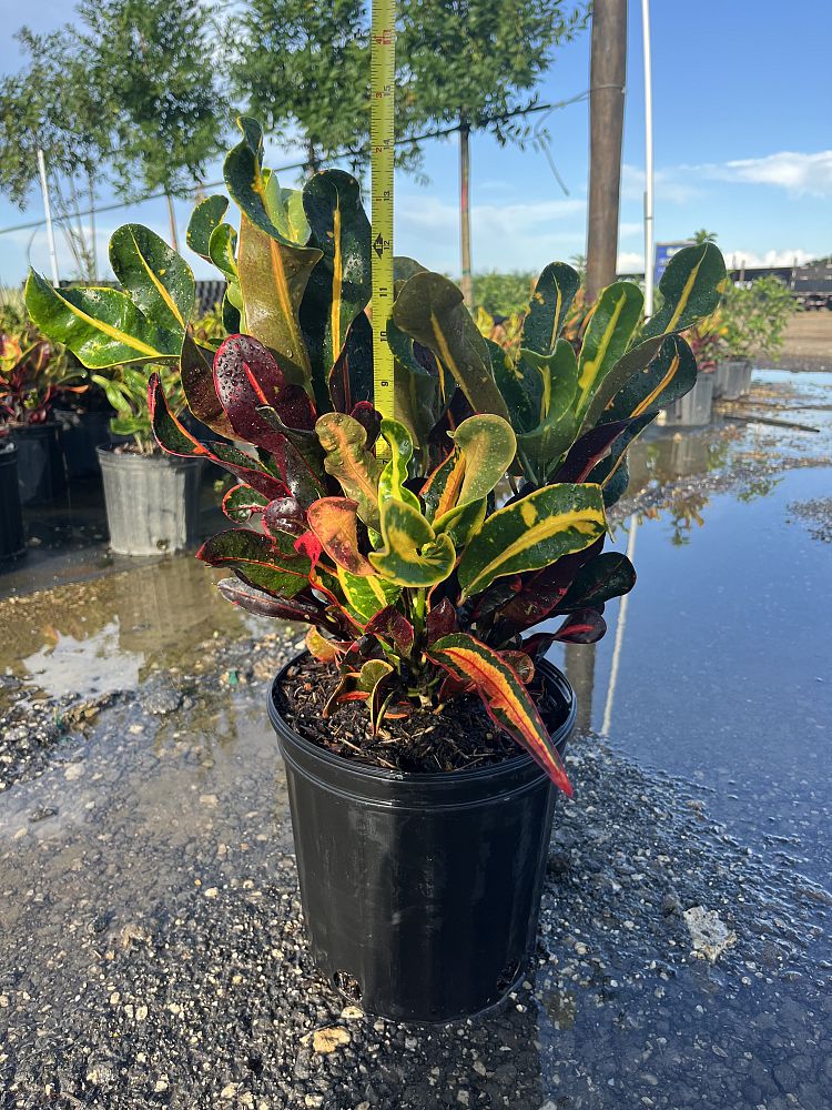 codiaeum-variegatum-mammey-croton