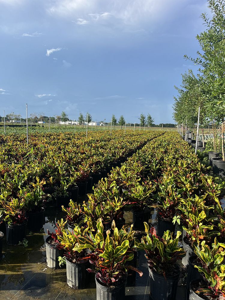 codiaeum-variegatum-mammey-croton