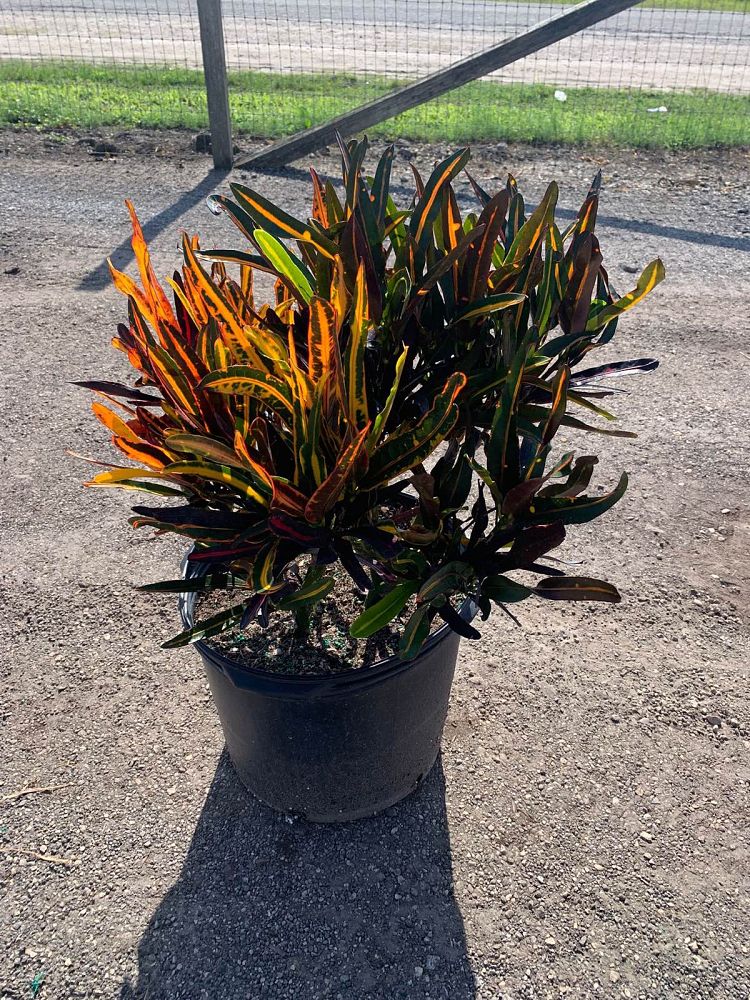 codiaeum-variegatum-mammey-croton