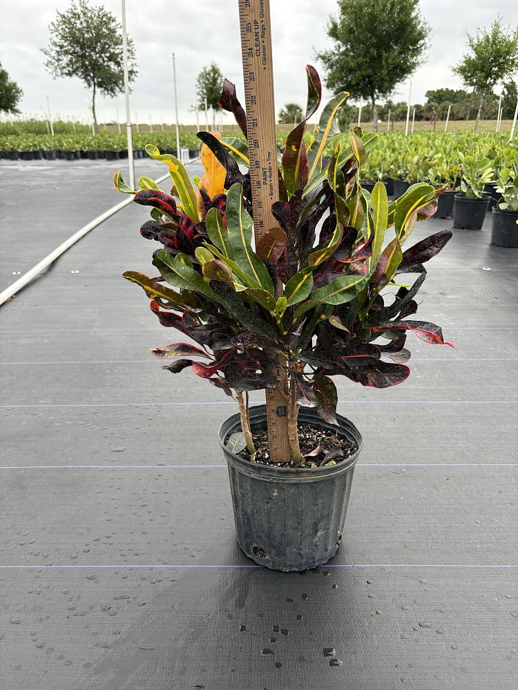 codiaeum-variegatum-mammey-croton