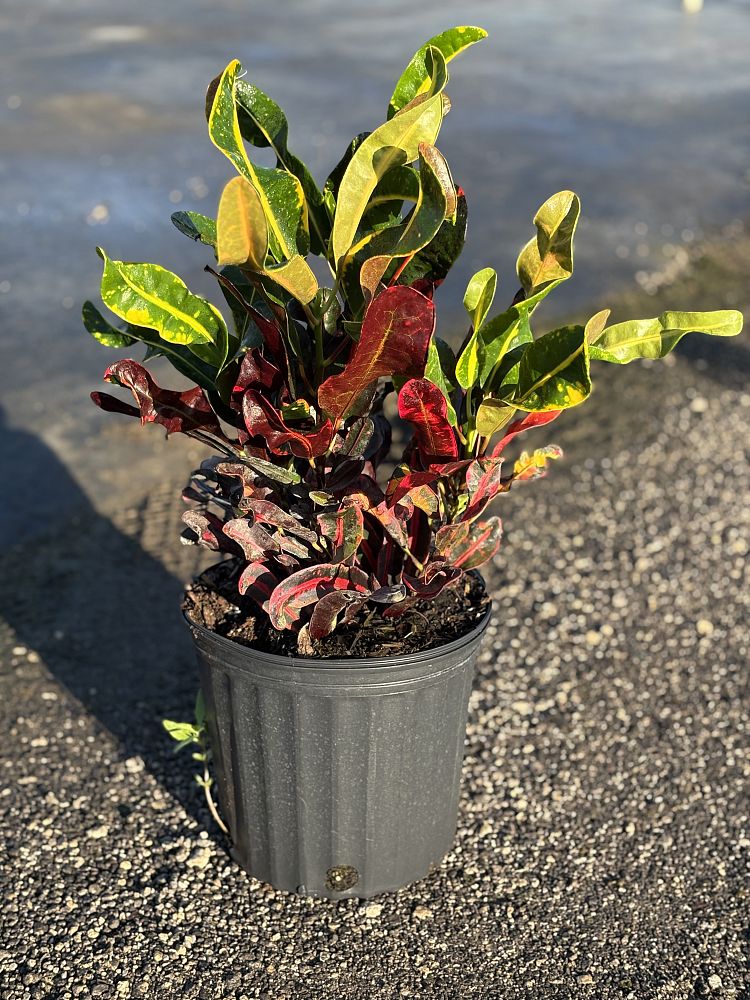 codiaeum-variegatum-mammey-croton