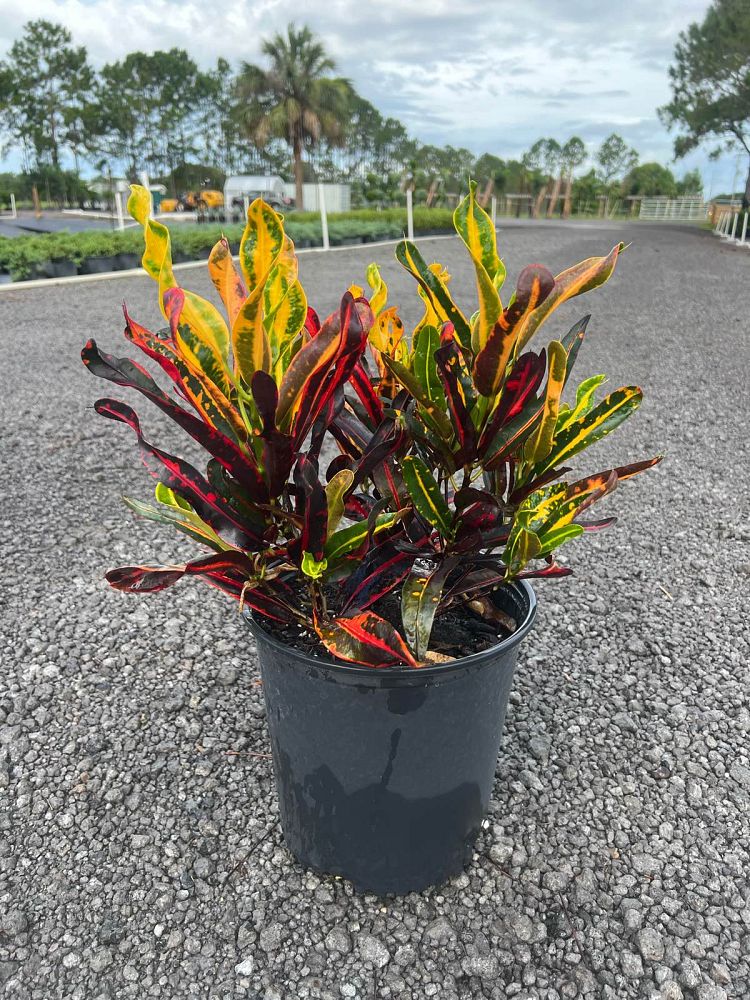 codiaeum-variegatum-mammey-croton
