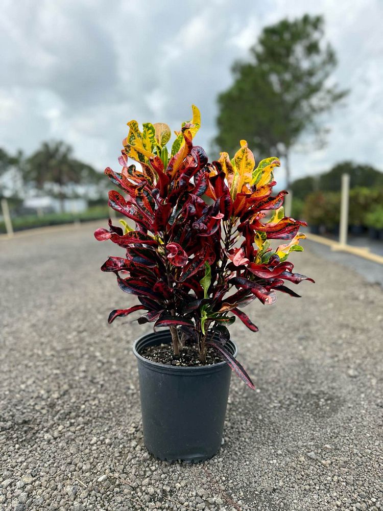 codiaeum-variegatum-mammey-croton