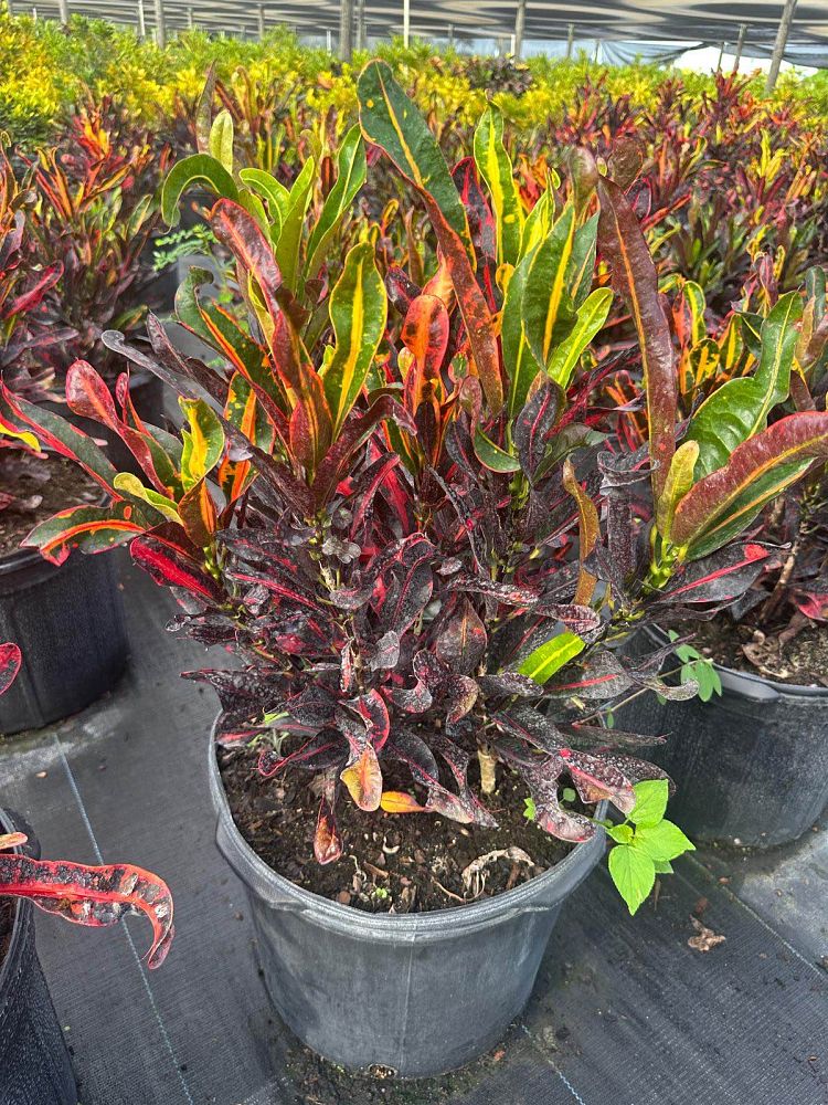 codiaeum-variegatum-mammey-croton