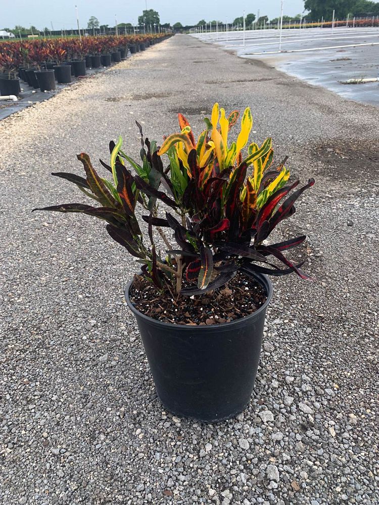 codiaeum-variegatum-mammey-croton