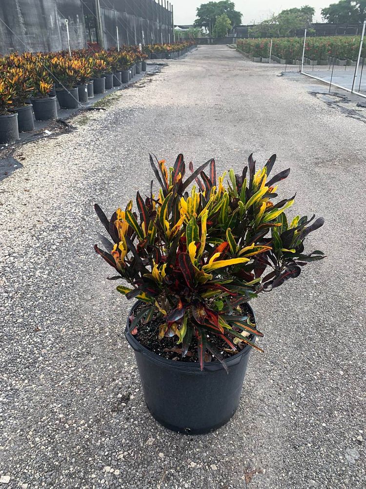 codiaeum-variegatum-mammey-croton