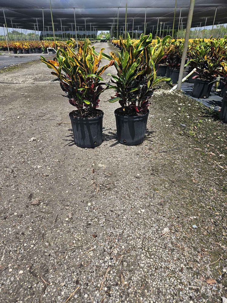 codiaeum-variegatum-mammey-croton