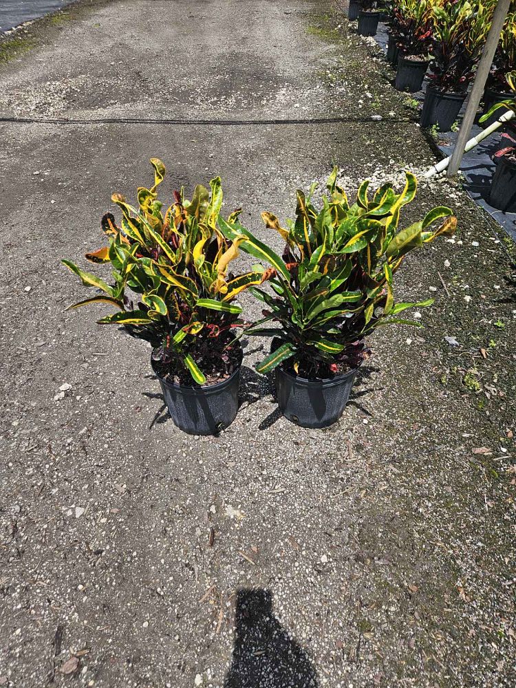 codiaeum-variegatum-mammey-croton