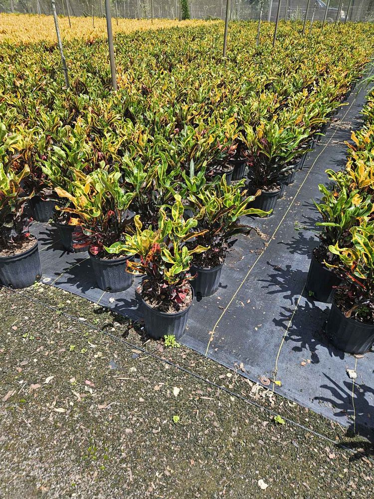 codiaeum-variegatum-mammey-croton