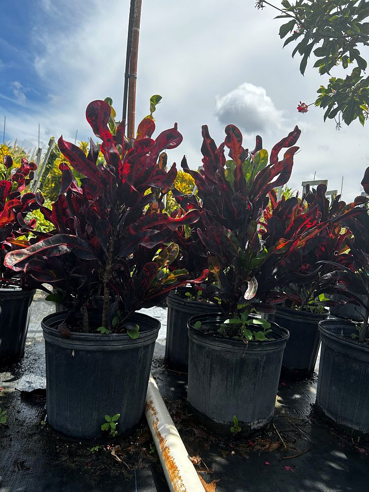 codiaeum-variegatum-mammey-croton