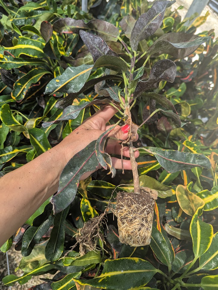 codiaeum-variegatum-mammey-croton