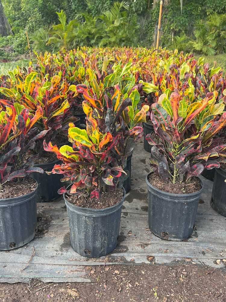 codiaeum-variegatum-mammey-croton