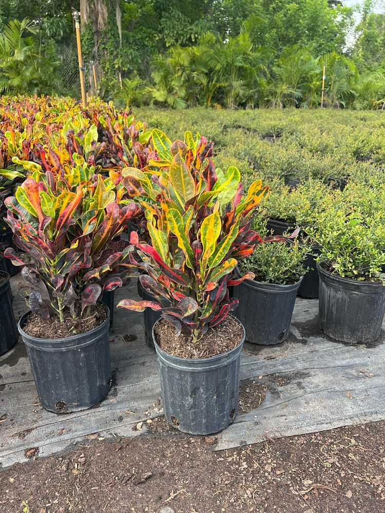 codiaeum-variegatum-mammey-croton