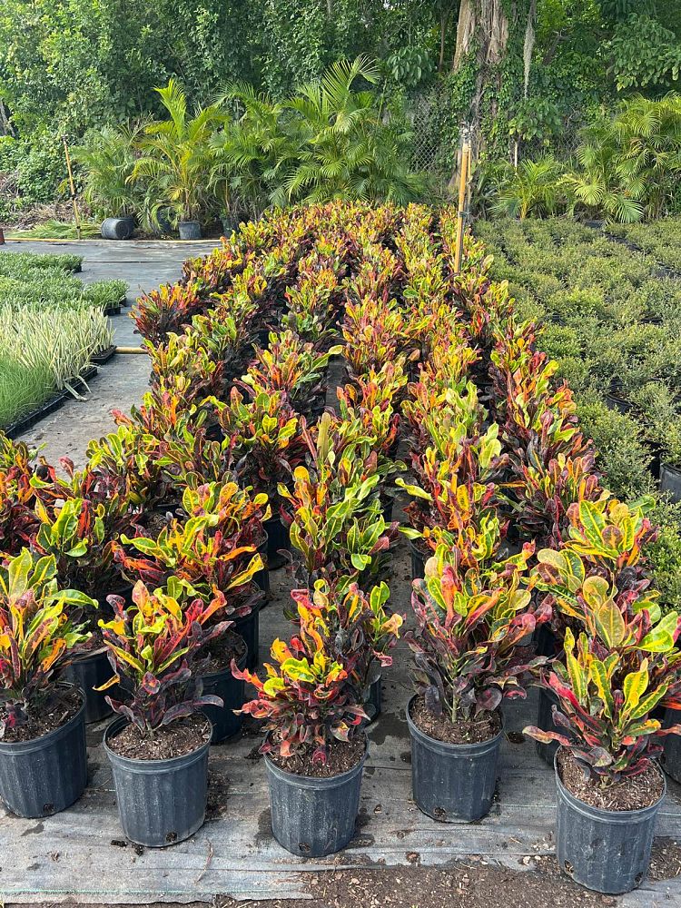 codiaeum-variegatum-mammey-croton