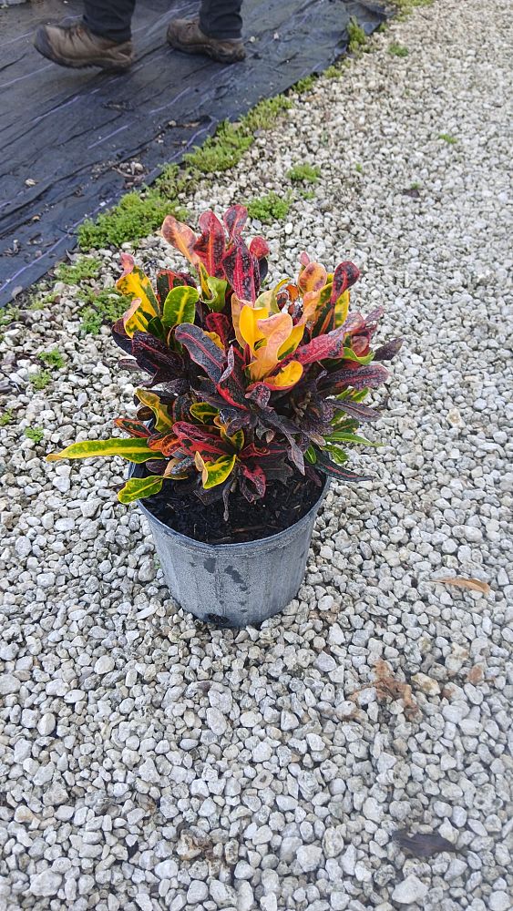 codiaeum-variegatum-mammey-croton
