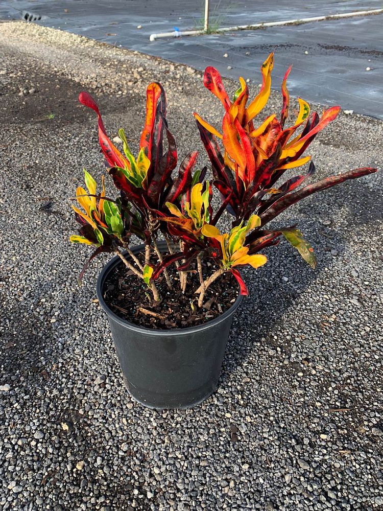 codiaeum-variegatum-mammey-croton