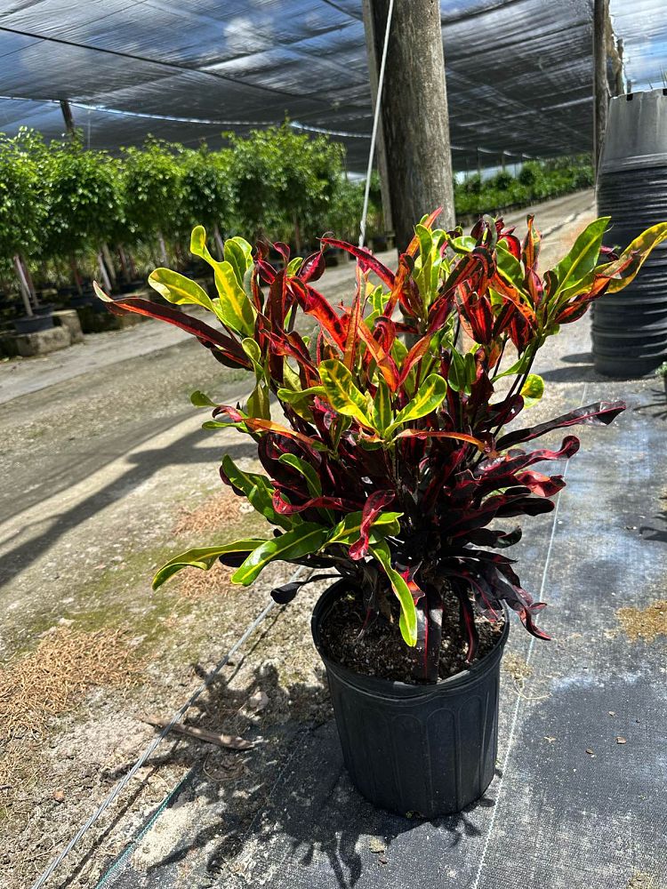 codiaeum-variegatum-mammey-croton