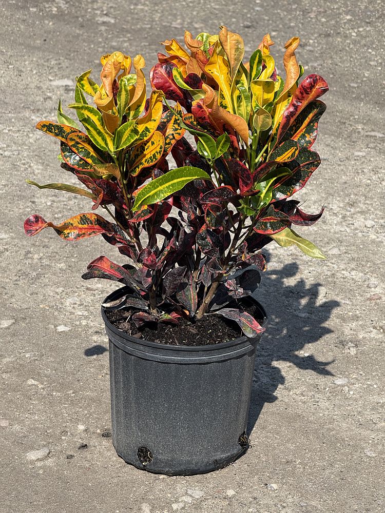 codiaeum-variegatum-mammey-croton