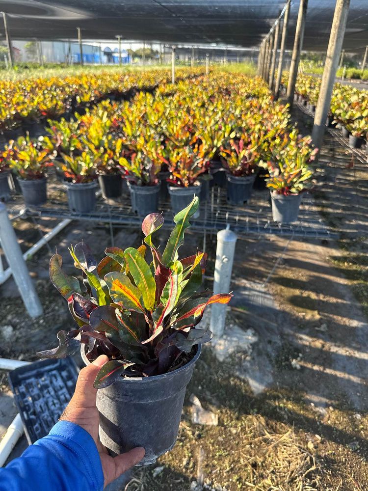 codiaeum-variegatum-mammey-croton