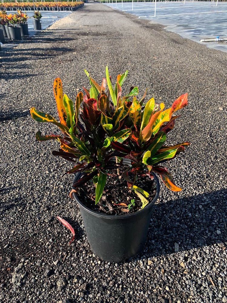 codiaeum-variegatum-mammey-croton