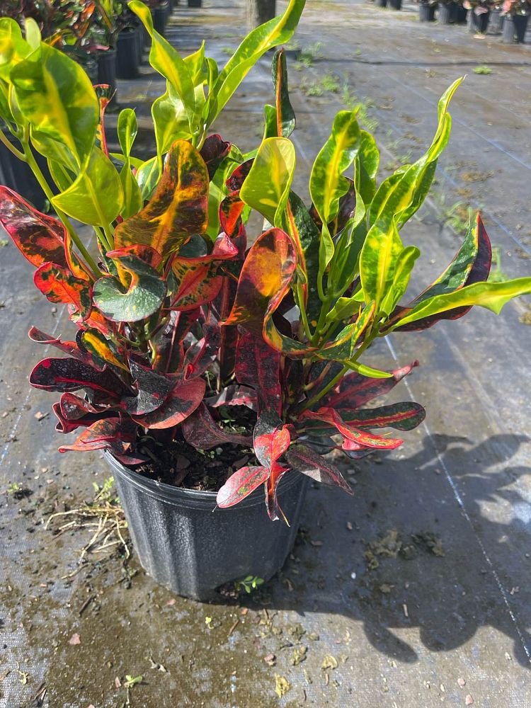 codiaeum-variegatum-mammey-croton