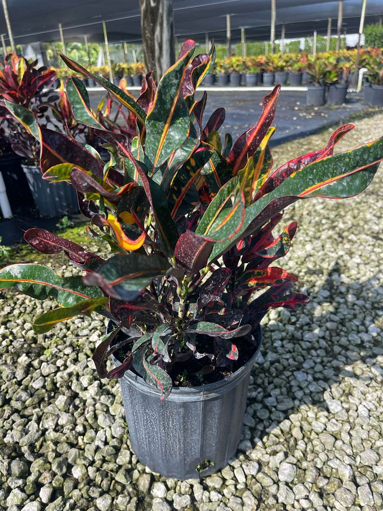 codiaeum-variegatum-mammey-croton