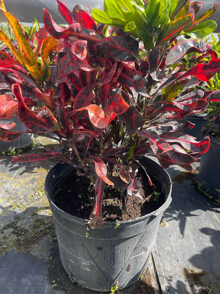 codiaeum-variegatum-mammey-croton