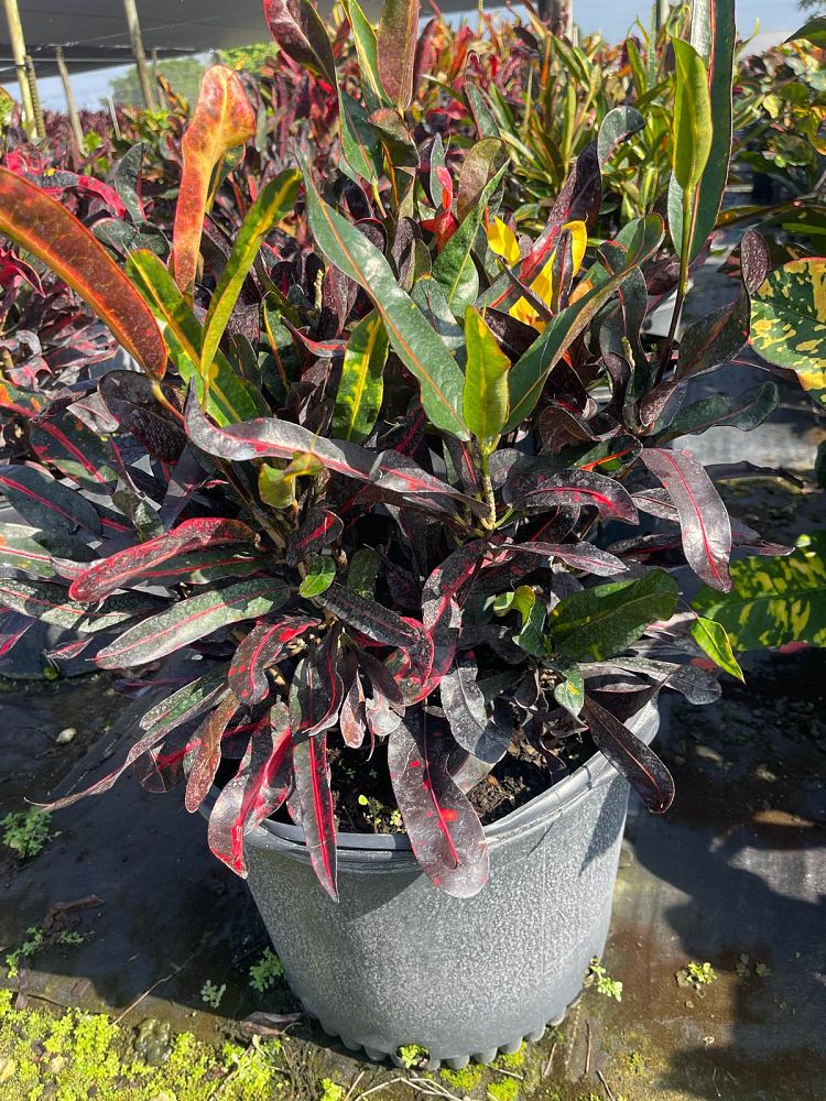 codiaeum-variegatum-mammey-croton