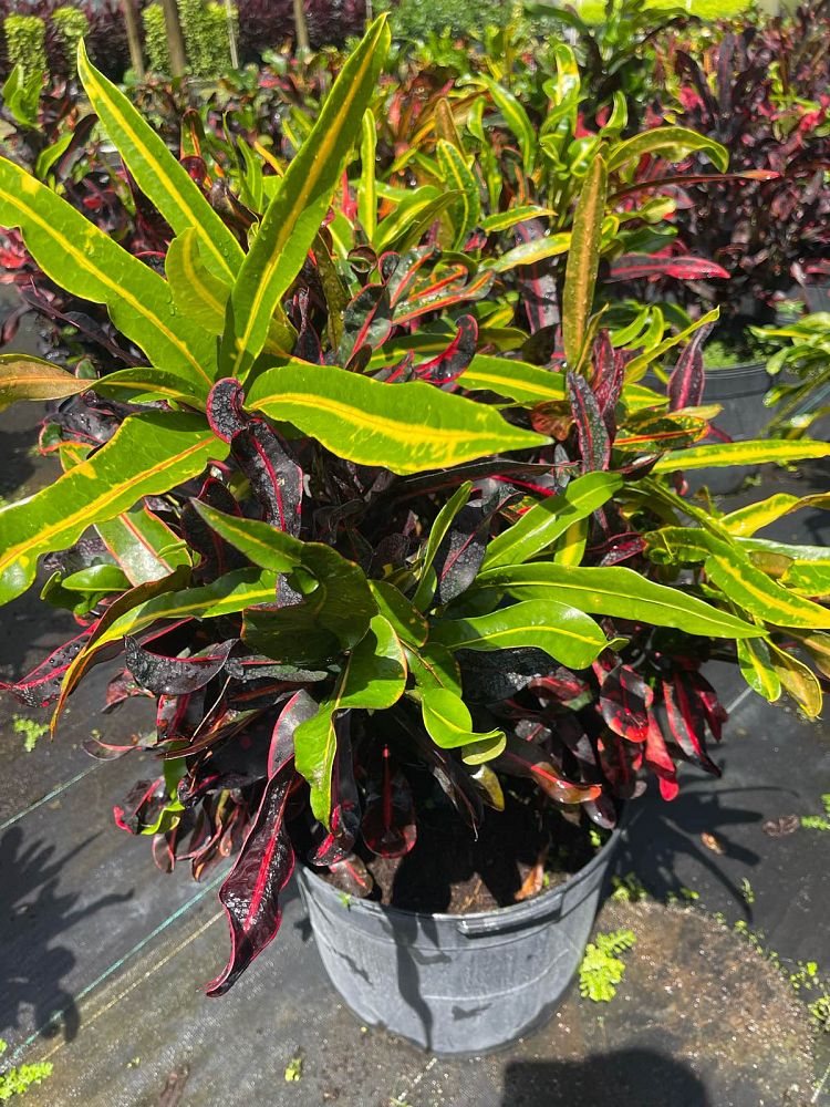 codiaeum-variegatum-mammey-croton