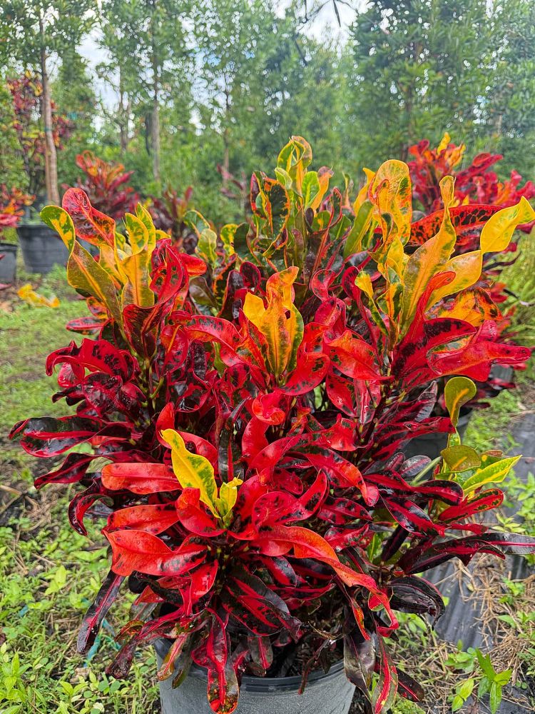 codiaeum-variegatum-mammey-croton
