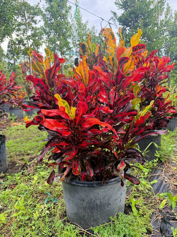 codiaeum-variegatum-mammey-croton