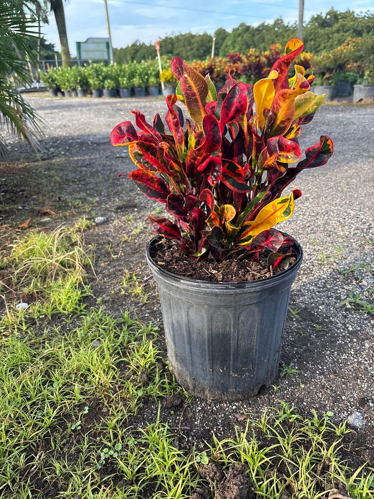 codiaeum-variegatum-mammey-croton