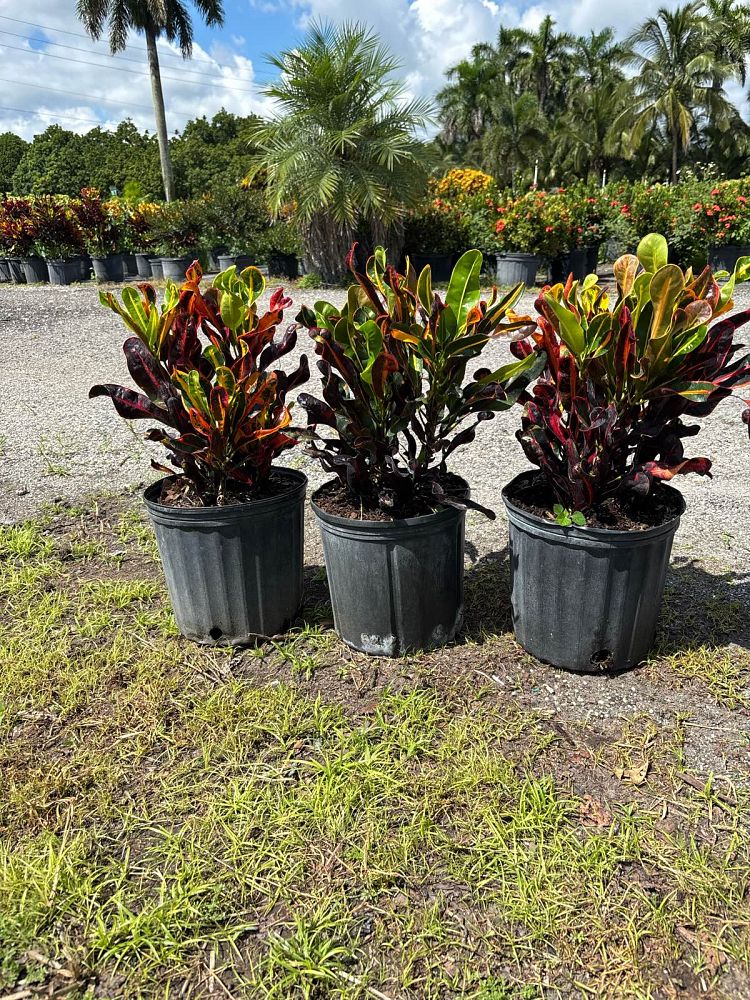 codiaeum-variegatum-mammey-croton