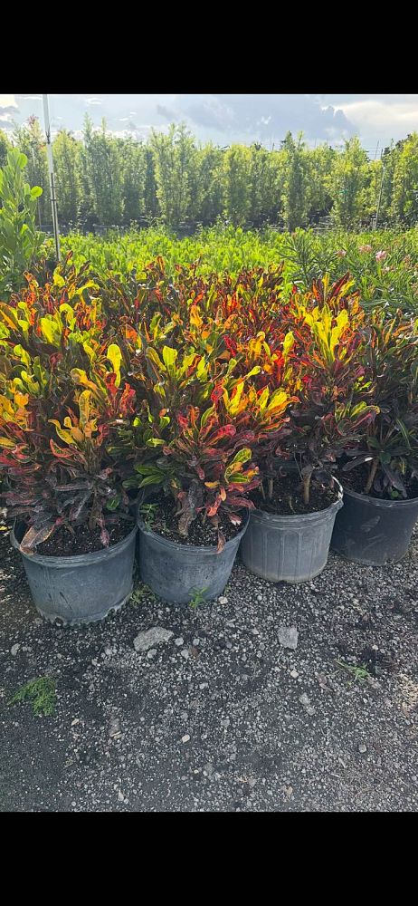 codiaeum-variegatum-mammey-croton