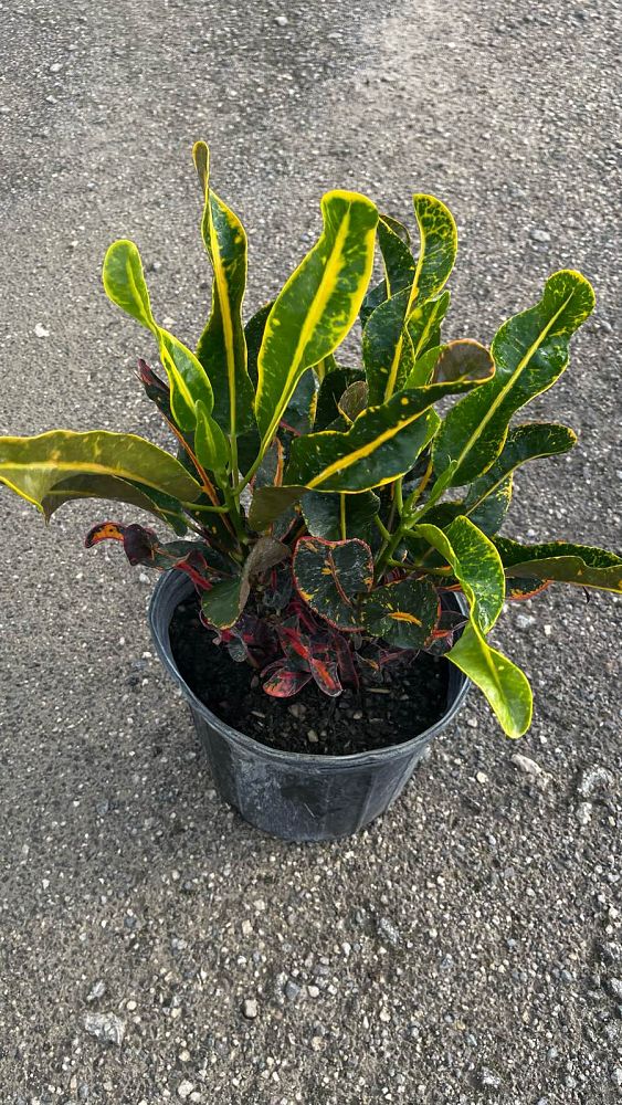 codiaeum-variegatum-mammey-croton